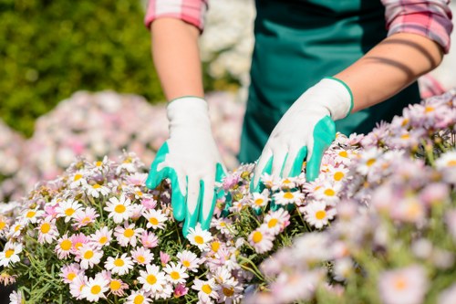 The image shows a gardener's hands wearing white gardening gloves, gently tending to a cluster of blooming pink and white daisies in a well-maintained garden. The garden features a lush, green lawn and a neatly bordered flower bed with a variety of colorful flowers. In the background, there is a hedge or shrubbery, providing a natural boundary to the outdoor space. The scene appears to be set on a bright, sunny day with clear weather, highlighting the vibrant colors of the flowers and the healthy condition of the plants. The gardener's torso is partially visible, wearing a long-sleeved shirt with rolled-up sleeves, situated in a landscaped yard typical of residential gardens in Elephant and Castle or similar London locations. This imagery emphasizes professional garden care and maintenance, such as planting, pruning, and flowerbed tending, which services like Lawn Mowing Elephant and Castle could provide as part of their gardening offerings.