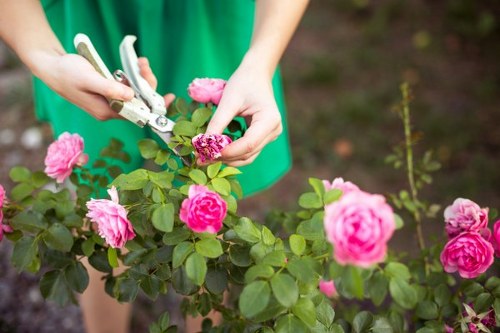 A person dressed in a green gardening apron is trimming a pink rose bush with pruning shears in a well-maintained garden. The garden features a lush, dense hedge in the background, with a variety of flowering plants and shrubs. The rose bush has vibrant pink blooms and healthy green leaves, arranged along a curved bed bordered by soil and mulch. Adjacent to the rose bush, there are other plants and small saplings, indicating a landscaped outdoor space suitable for garden maintenance services. The scene is well-lit with natural daylight, suggesting a clear, pleasant weather. This detailed view highlights careful garden pruning and landscaping work that a professional lawn care and gardening service such as Lawn Mowing Elephant and Castle might undertake to enhance the health and appearance of residential gardens in London or nearby areas, including the Elephant and Castle district.